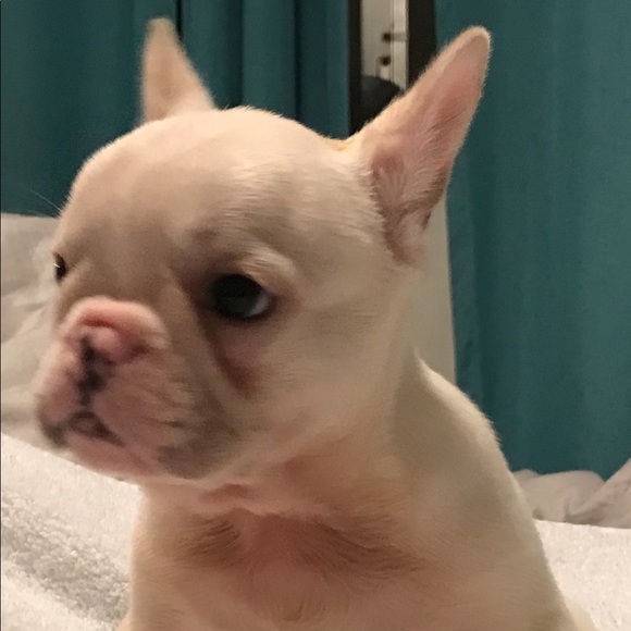 Meet your Posher, Carolina - Picture 1 of 1